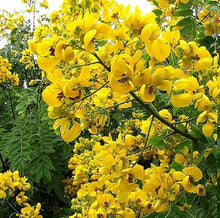 Cassia Spectabilis Tree Seeds for long-term planting in the yard