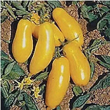 Banana (Legs Tomato Seeds – Elongated Yellow Tomatoes with Mild, Sweet Flavor) for planting in garden