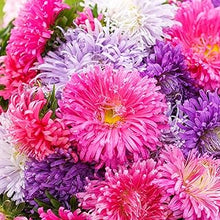 Double Aster Room Flower Mix Seeds for growers seeking a long-blooming display