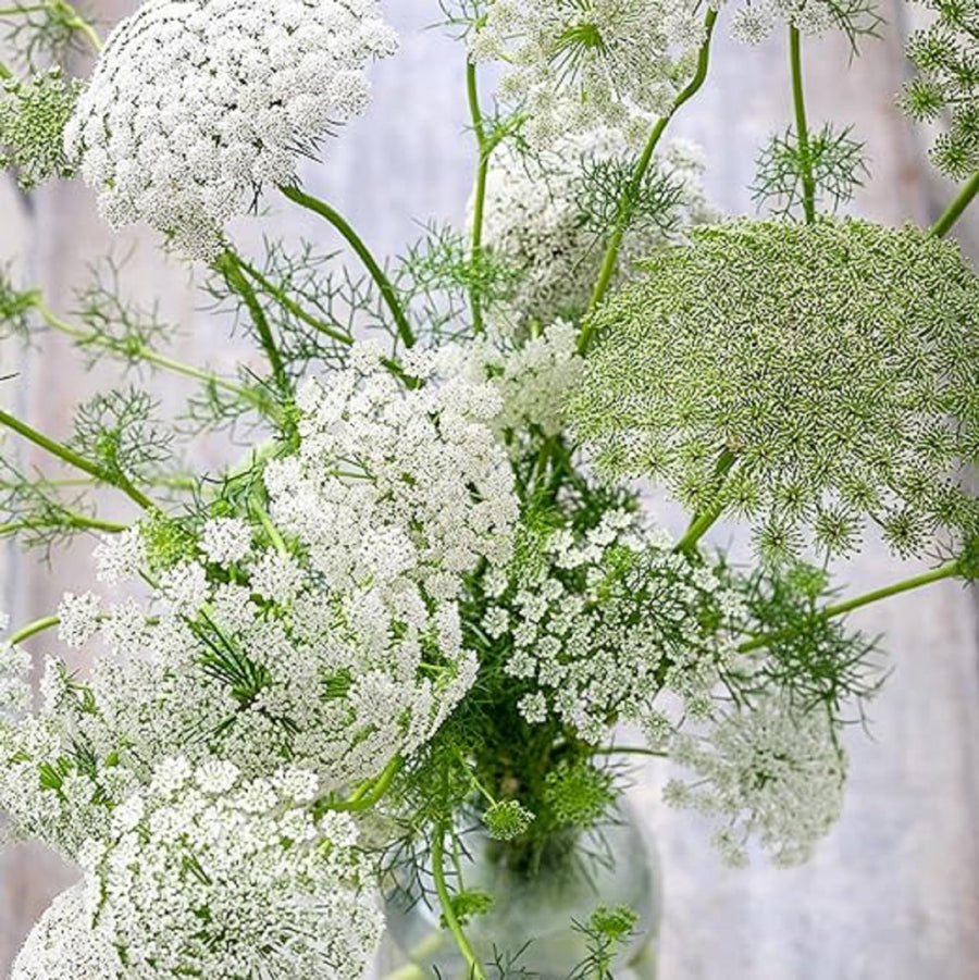 Ammi Majus Fabaceae for planting in flower bed