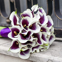 Calla Lily Zantedeschia Aethiopica Seeds for a bright addition to the Indoor Moist Garden Areas