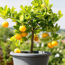 Dwarf Fruit Tree Seeds for a sweet addition to the home orchard