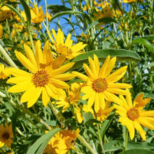 Sunflower Helianthus Maximilianus Seeds for seasonal color across the Pollinator Tall Borders