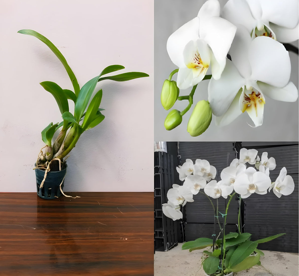 Phalaenopsis Orchid Seeds for Indoor Gardening