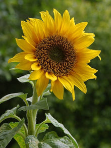 Chianti Sunflower Helianthus Annuus Seeds for planting in flower bed