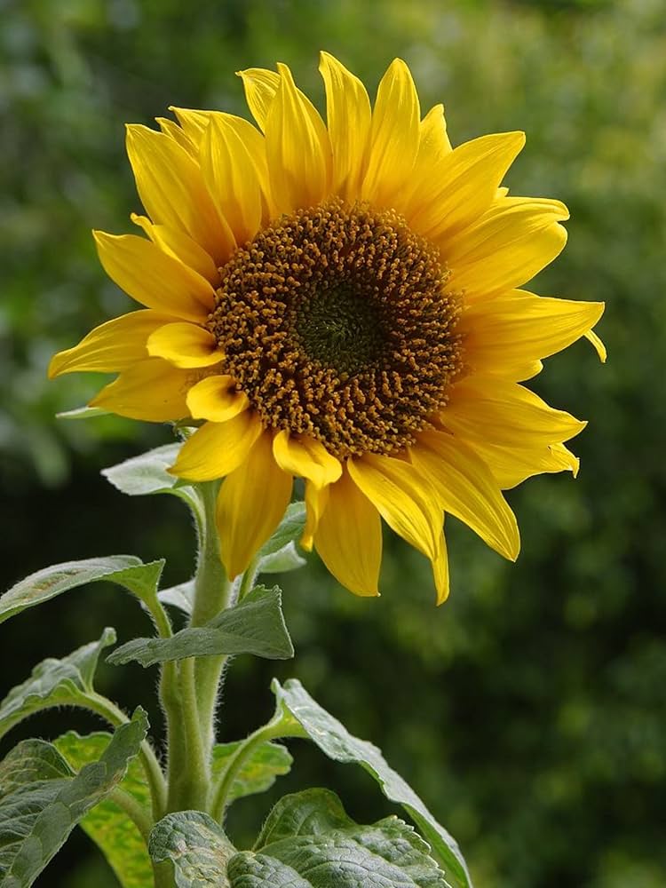Organic Sunflower Helianthus for planting