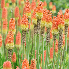 Red Hot Poker Seeds for a bright addition to the Flower Borders