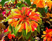 Amaranthus Tricolor Seeds (Amaranthus spp.) for seasonal color across the Flower Bed