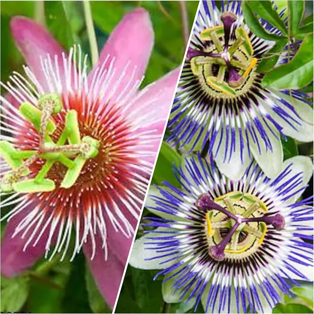 Passionflower ��������� Passiflora incarnata ��������� for winter garden planting