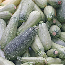 Zucchini Cucurbita Pepo Gray Heirloom Seeds valued by growers for kitchen Summer Harvest