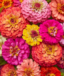 Zinnia Zinnia spp for planting in flower bed