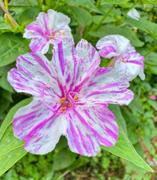 Four O'Clock Seeds (Mirabilis jalapa) for growers filling out the Flower Bed & Urban Garden