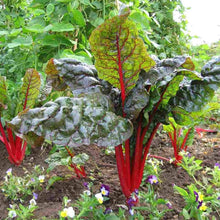 Rhubarb Seeds (Rheum rhabarbarum) for gardeners building out beds and borders