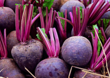 Falcon Beet Beta Vulgaris Seeds for productive rows in the Vegetable Patch & Flower Bed
