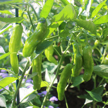 Shishito Pepper Seeds (Capsicum annuum) for productive rows in the vegetable patch urban garden