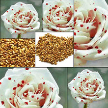 White Blood Rose Seeds (Rosa spp.) for a bright addition to the backyard gardening and patio containers