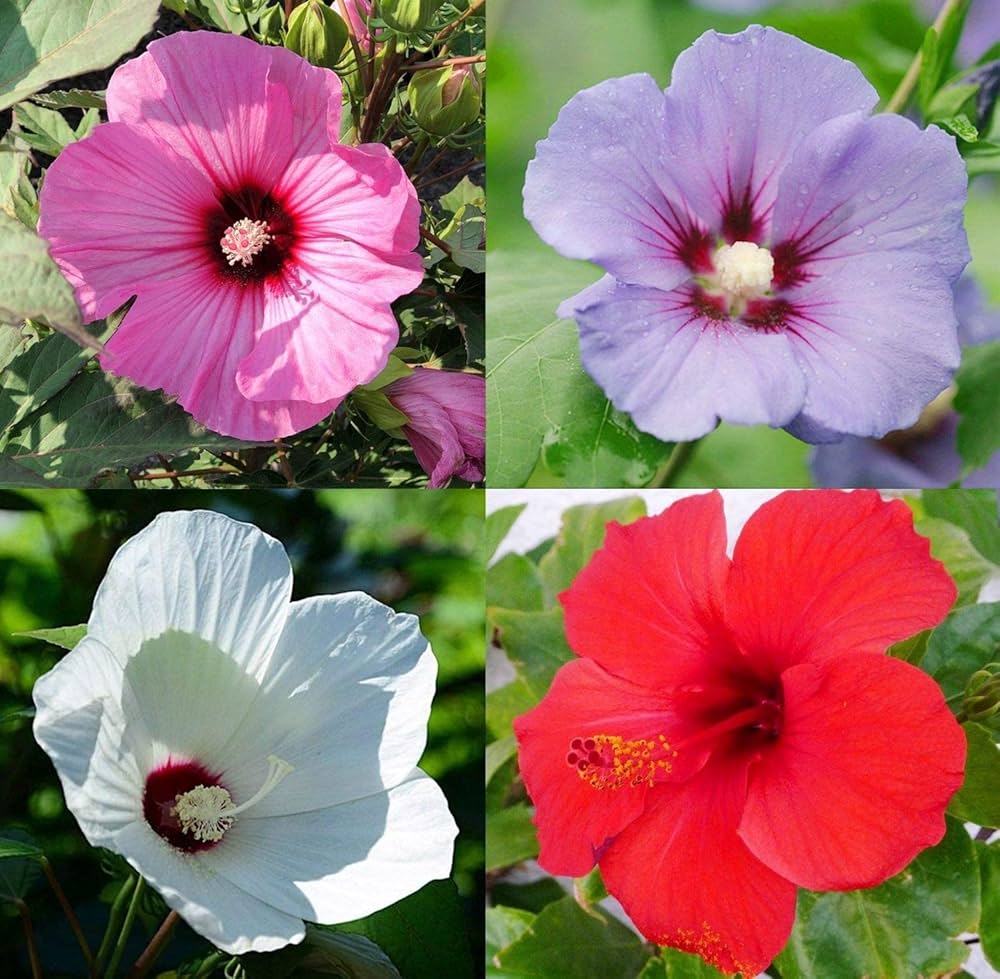 Chinese Hibiscus Hibiscus Rosa-Sinensis flower seeds for planting in home garden and balcony planters - for planting in home garden