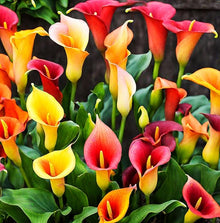 Tage Lily Seeds (Lilium spp.) for seasonal color across the Flower Bed & Garden