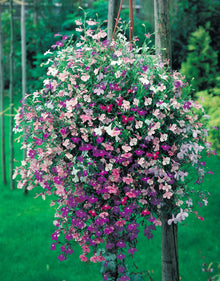Annual Lobelia Erinus Red Seeds for reliable seasonal color