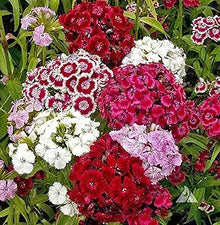 Dianthus Dianthus Barbatus Sweet William Multi-Color Flower Seeds for Planting – Ideal for Cut Flowers and Garden Borders