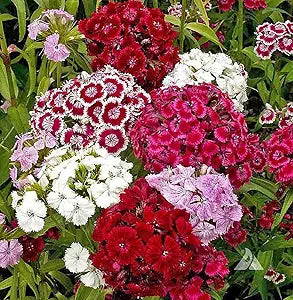 Dianthus Dianthus Barbatus Sweet William Multi-Color Flower Seeds for Planting – Ideal for Cut Flowers and Garden Borders