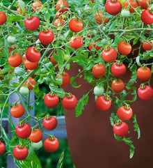 Tumbling Tom Red Tomato Seeds (Solanum lycopersicum) for a fresh homegrown crop from the hanging baskets and balcony gardens