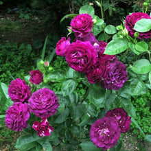 Rose Seeds for seasonal color across the Black Garden