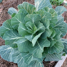 Georgia Southern collard greens grown from seeds with broad, dark green leaves and rich flavor