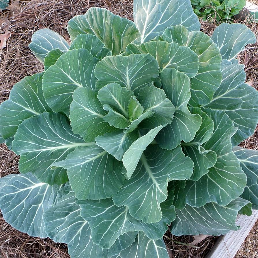 Georgia Southern collard greens grown from seeds with broad, dark green leaves and rich flavor