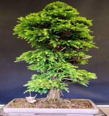Japanese Red Cedar Bonsai ��������� Cryptomeria japonica ��������� for bonsai planting