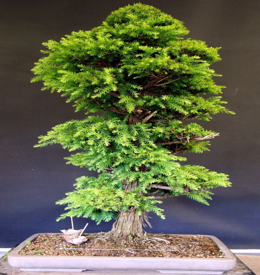 Japanese Red Cedar Bonsai ��������� Cryptomeria japonica ��������� for bonsai planting
