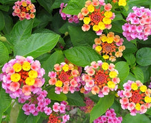 Regenbogen Multicolor Lantana Flower - for planting in home garden
