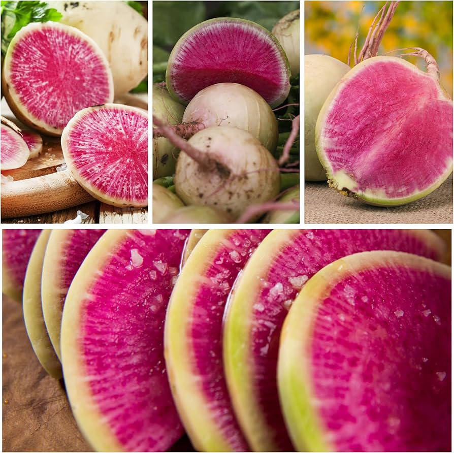 Watermelon Radish Raphanus sativus seeds for planting in salad bed