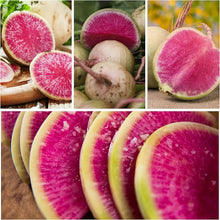 Watermelon Radish Raphanus sativus seeds for planting in salad bed
