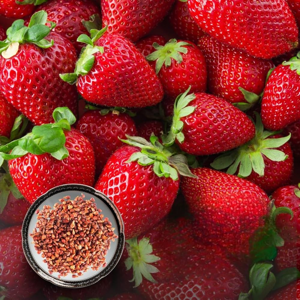 Indian (False Strawberry Seeds – Groundcover with Small Edible-Looking Fruits) for planting in garden