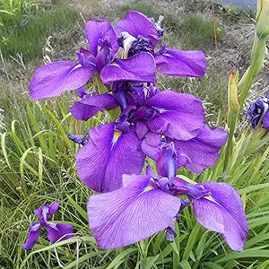Iris Iris Japonica Japanese Flower Seeds for Planting – Elegant Blooms for Garden Beds and Pollinator-Friendly Spaces