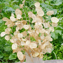 White Flowered Money Plants for growers seeking a long-blooming display