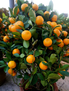 Kumquat Citrus Japonica Orange Seeds for growers wanting a homegrown harvest