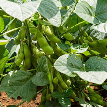 Edamame Organic Shirofumi Soybeans Seeds for a colorful addition to any planting