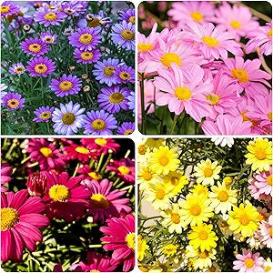 Chrysanthemum flower seeds for home garden and beds