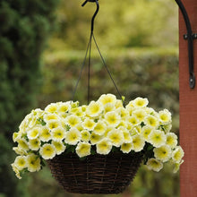Light Yellow Petunia (Petunia spp.) for bonsai fall garden planting