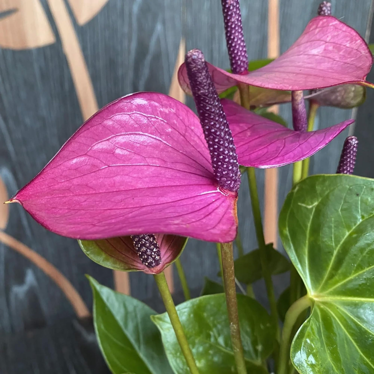 Anthurium Flower ��������� Anthurium andraeanum ��������� for planting in purple garden