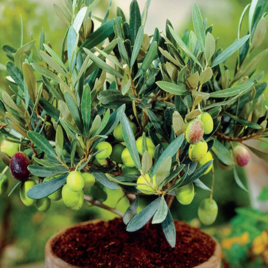 Olive Tree Seeds
