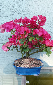 Bougainvillea Bougainvillea Spectabilis Seeds for a bright addition to the Backyard Wall Coverings