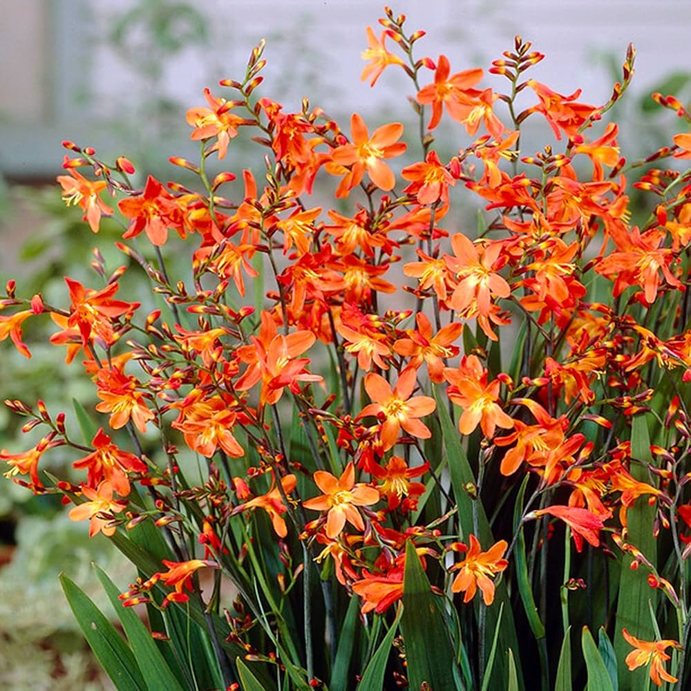 Flame Orange Crocosmia Flower seeds â€“ perennial with fiery blooms
