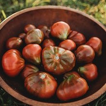 Japanese Trifele Black Tomato Seeds (Solanum lycopersicum) for productive rows in the backyard kitchen garden