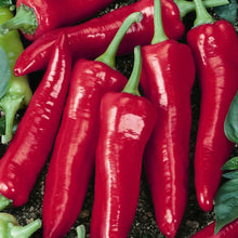 Big Jim Organic Heirloom Chili Pepper Seeds