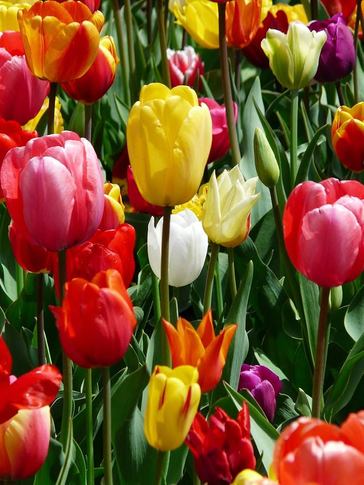 Classic Tulip Bulbs (Not Seeds) â€“ Easy-Grow Spring Bulbs for Garden Borders