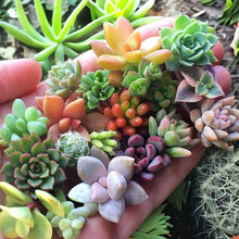 Flores Succulent Seeds for long-term planting in the yard