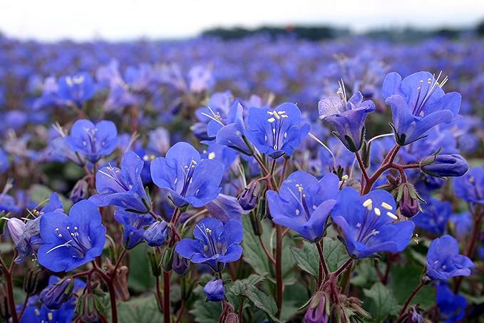California Blue Bell Endymion flower seeds for garden